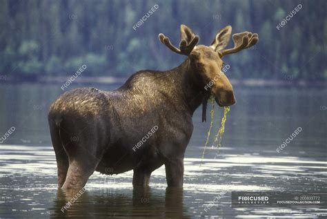 What Plants Do Moose Eat at Eula Garcia blog