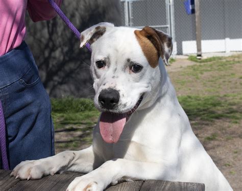 Craven-Pamlico pets of the week