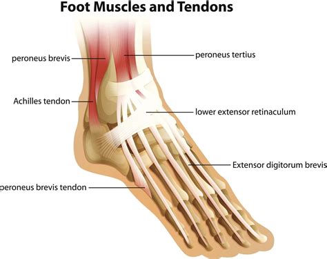 Tendons And Ligaments : Ligaments And Tendons Antagonistic Relationship ...