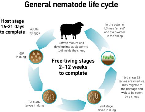 Roundworms in Sheep | Norbrook Laboratories