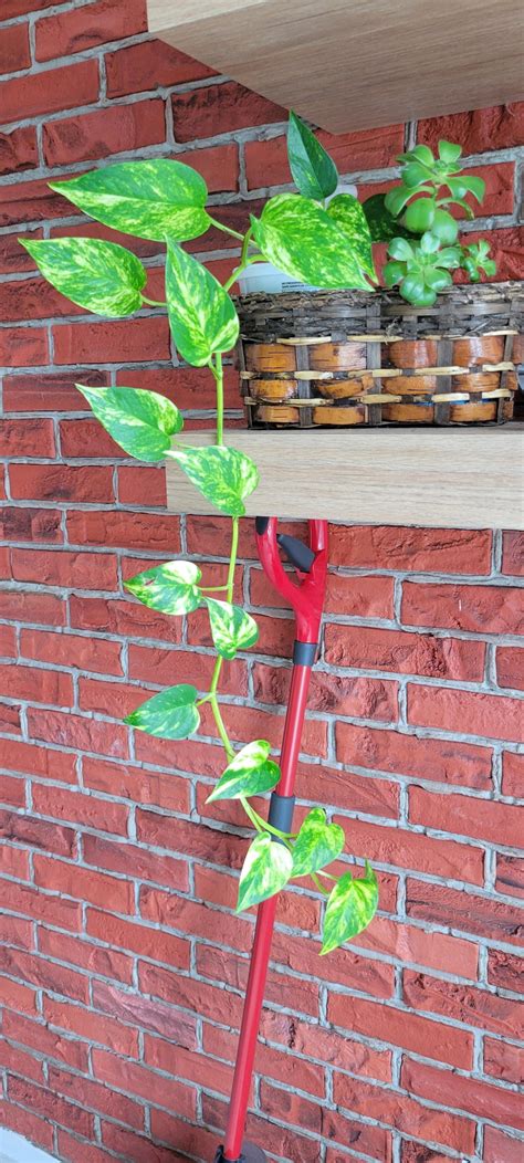 Golden pothos propagation : r/houseplants