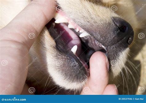 Smiling Dog Human Teeth