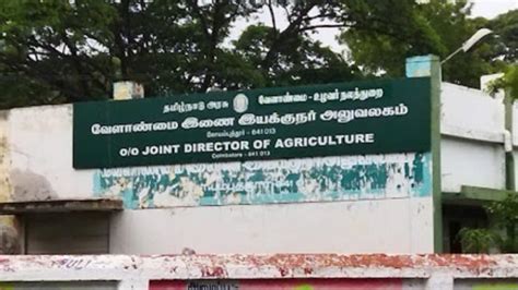 சோளம் சாகுபடியில் அதிக மகசூல் பெறுவது எப்படி? - வேளாண் துறையினர் ...