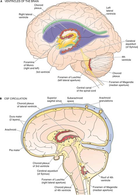 The Neuronal Microenvironment - Clinical Tree