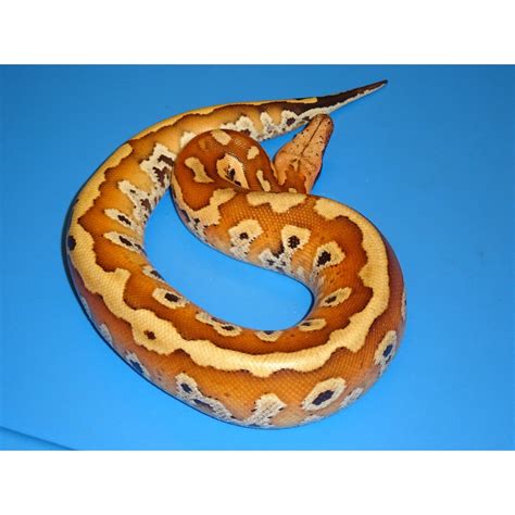 Image result for Red Ball Python
