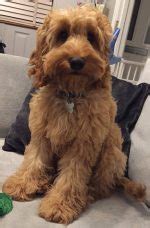Image result for Cockapoo Problems