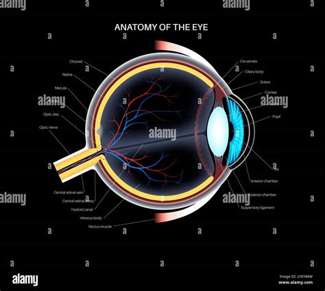 Sclera Diagram Anatomical Eye Diagram, Illustrates Iris, Limbus,