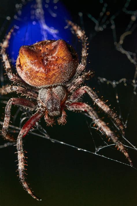 Cat-faced spider on my front porch from two days ago! : r/spiders