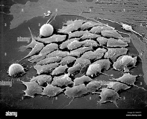 Scanning Electron Microscope Cell 的图像结果