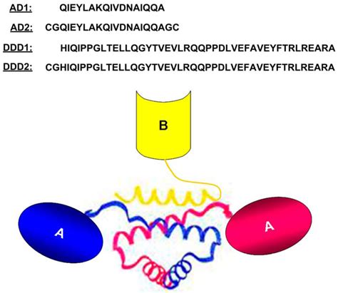 The Development of Bispecific Hexavalent Antibodies as a Novel Class of ...