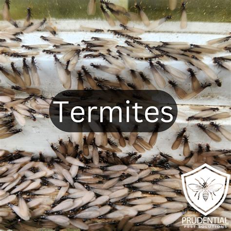 How much does a termite treatment cost - Prudential Pest Solutions