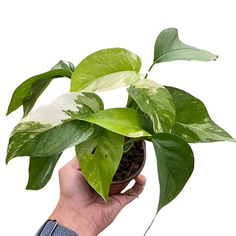 Pothos 'Albo Variegata' – Mickey Hargitay Plants
