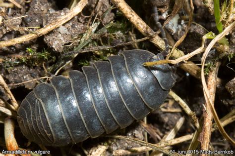 Almindelig kuglebænkebider – Encyklopædi over danske dyr