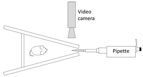 Symmetry | Special Issue : Brain Functional Lateralization in Animals
