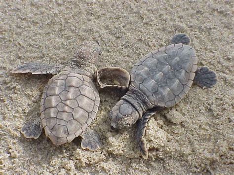 Loggerhead Sea Turtle Hatchlings 的图像结果