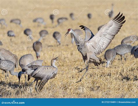 Migrating Greater Sandhill Cranes in Monte Vista, Colorado Stock Image - Image of black, habitat ...