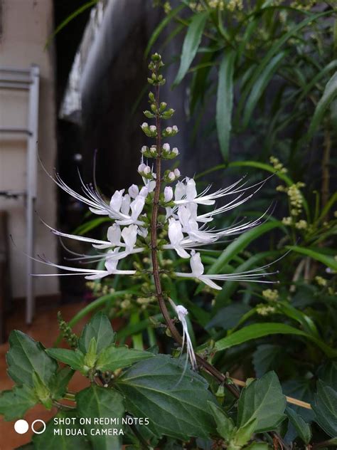 Image result for Bunga API Kucing