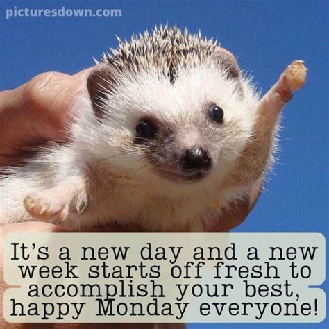 Happy monday image funny hedgehog free - picturesdown.com