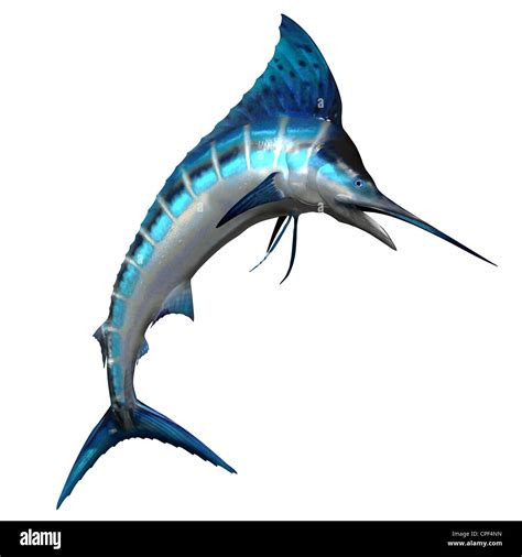 The Marlin fish is one of the fastest swimming predators of our oceans ...