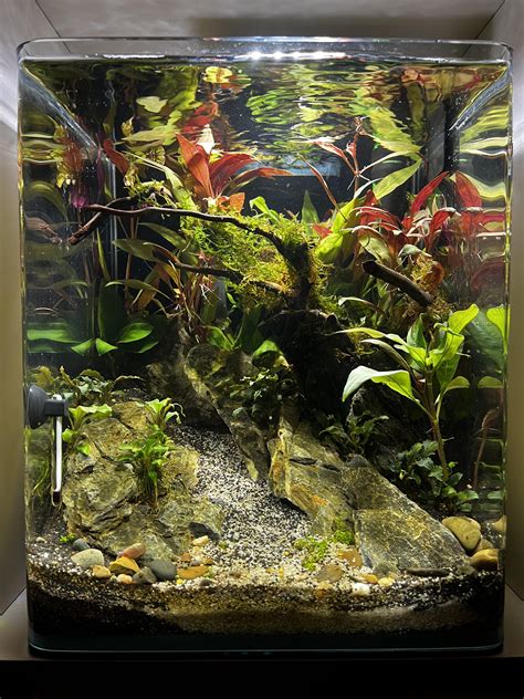 Planted Tank Stocking Ideas at Evelyn Ayala blog