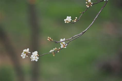 Image result for Free Spring Desktop Backgrounds