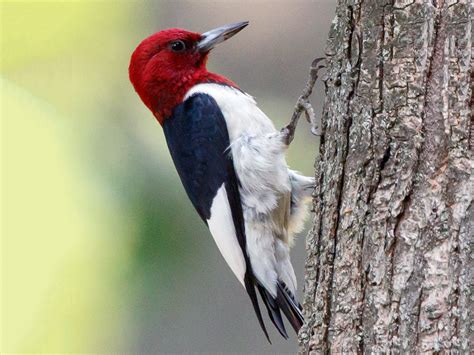 Large Red Headed Woodpecker