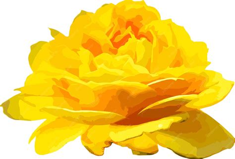 Premium Vector | Yellow rose flower parts vector image