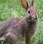 Image result for Wild Rabbit Side View