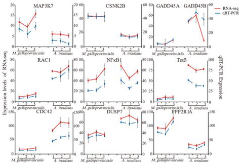 Transcriptome Analysis Reveals MAPK/AMPK as a Key Regulator of the ...