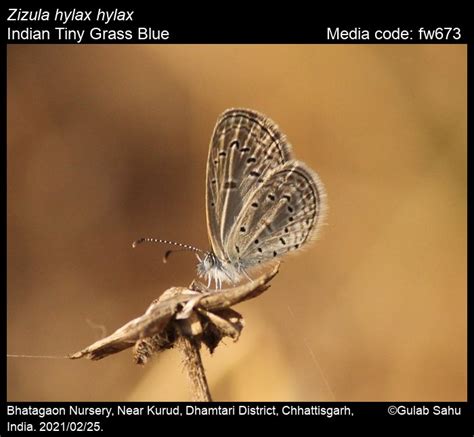 Zizula hylax | Butterfly