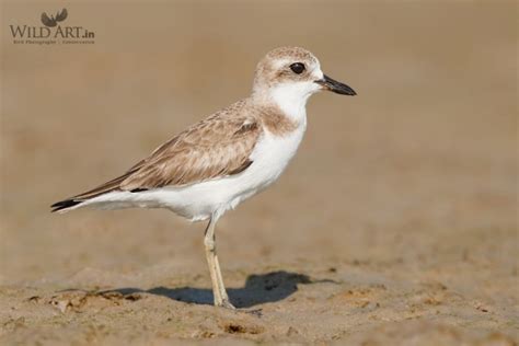 Greater Sand Plover | Plovers | Plovers & Lapwings (Charadriidae ...