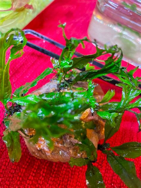 Image result for How to Glue Java Fern to Rocks