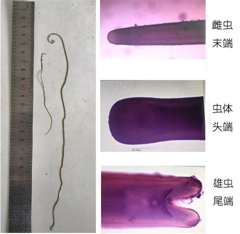 四川省农业科学院_经省畜科院专家鉴定：彭州水域发现的“龙线虫”为铁线虫