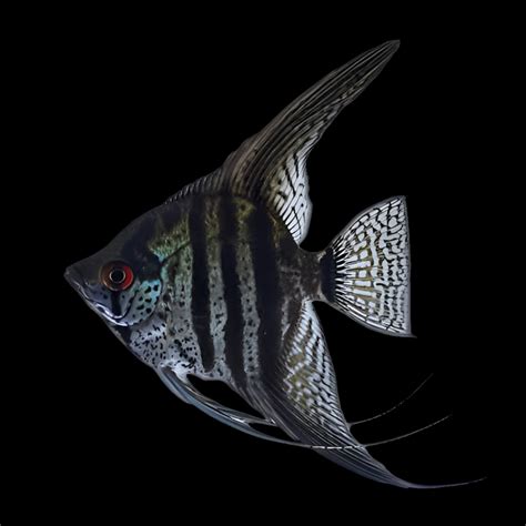 Buy Angelfish Online For Your Aquarium in India – Best4Pets