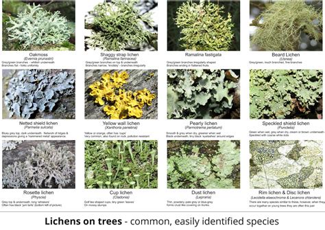 Genus Of Lichen