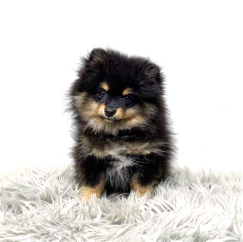 Pomeranian Puppies Black And Tan