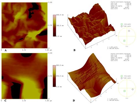The Role of Substrate Topography and Stiffness on MSC Cells Functions ...