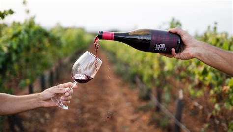 Visita a la bodega Dalt Turó, Campos - Central de Reservas