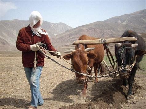 耕牛是古代农业上的战略性物资，古人如何“守护”耕牛？_进行_生产_法律