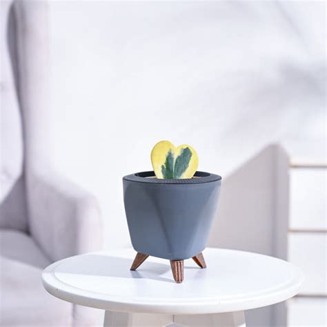 Heart Hoya Plant - Variegated – Ugaoo