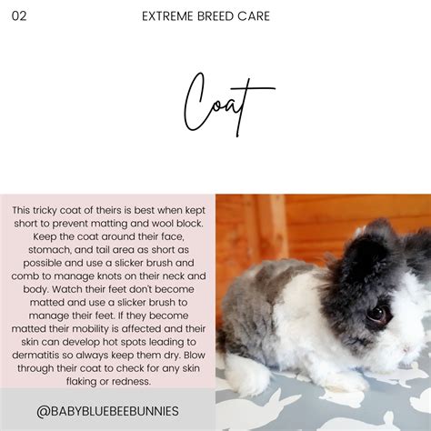 DM LIONHEADS - Baby Blue Bee Bunnies