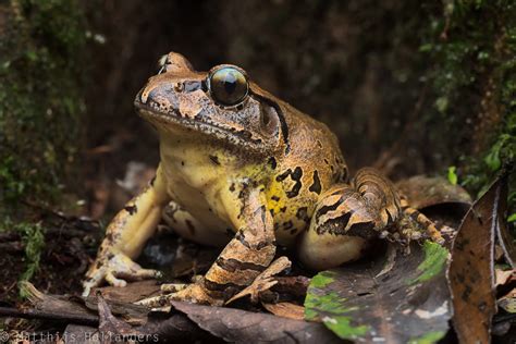 Native frog develops natural resistance to deadly chytrid fungus - Australian Geographic