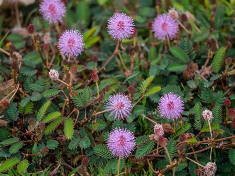 BULK Sensitive Plant Seeds free Shipping Fresh & Organic - Etsy