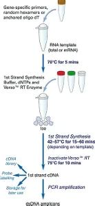 cDNA Synthesis Protocol 的图像结果