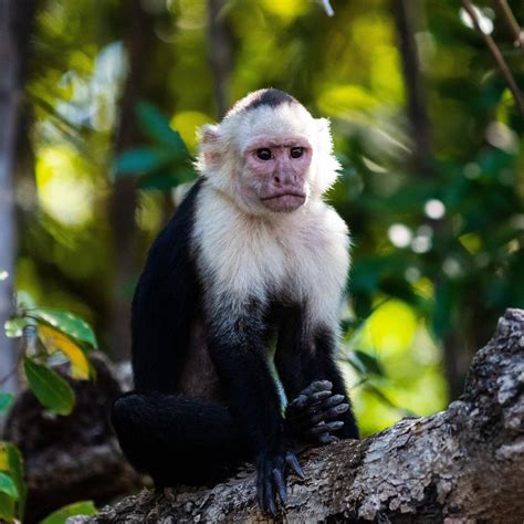 Photo of capuchin monkey – Artofit