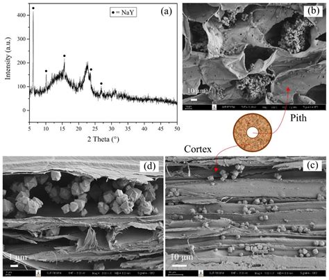 Strategic Synthesis to Disperse Zeolite NaY in Lead Tree Wood