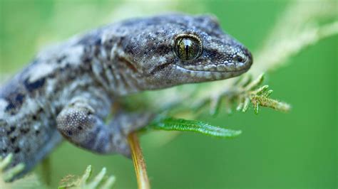 Gecko Cage 的图像结果