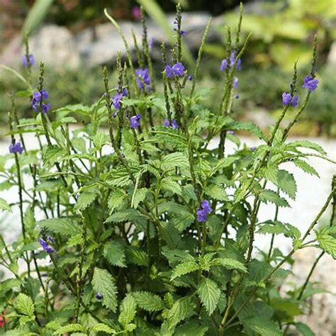Buy Stachytarpheta (Any Color) - Plant online from Nurserylive at ...