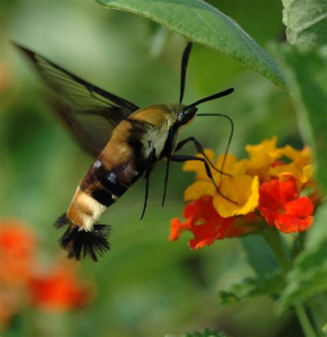 Window on a Texas Wildscape: Snowberry clearwing moth
