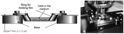 Targeting Specific Sites in Biological Systems with Synchrotron X-Ray ...